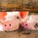 Kanzlei Wackerbauer & Coll.: Auch Schweine spielen gerne - Beschäftigungsmöglichkeiten für intelligente Tiere