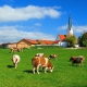 Kühe, die auf einer Wiese in Kirchbichl, Bayern grasen